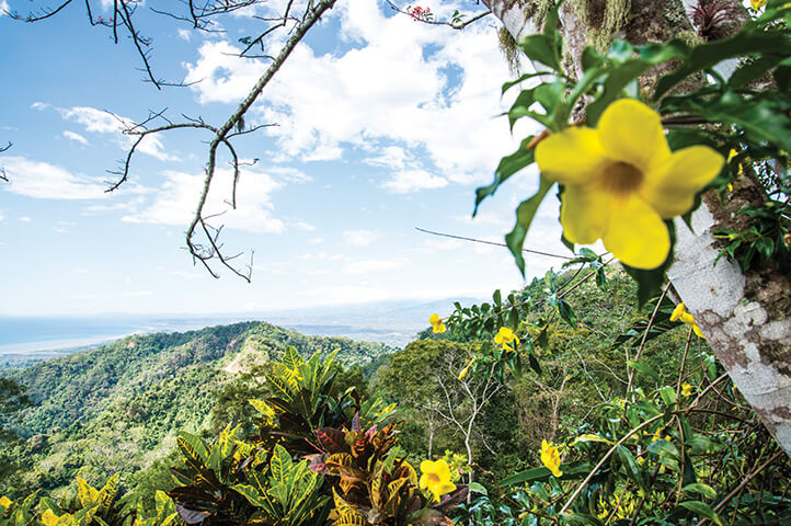 Beautiful flowers frame the Central American vista of mountains