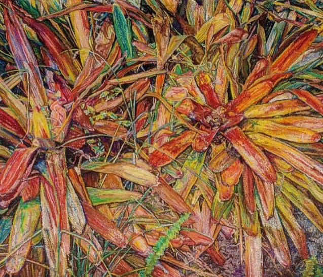 Franklin White, Bromelias Uno, 2004-2014. Oil pastel, 26.25 x 27.25 inches. Courtesy of Franklin White Studios.