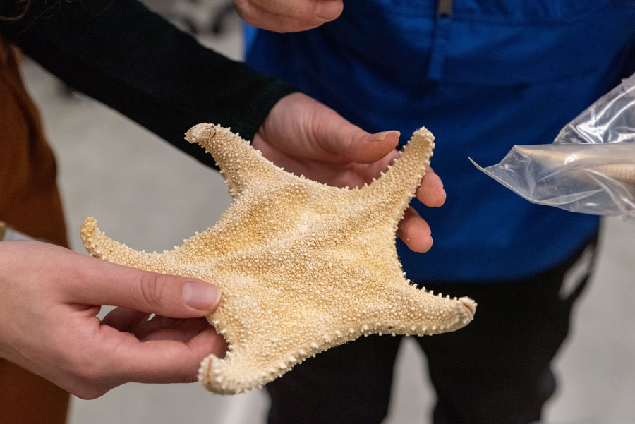 Hands holding a sea star