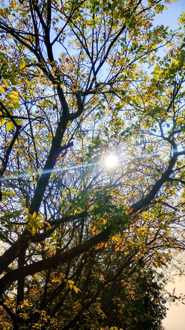 Sunlight filtering through trees. Photo by Vishwasa Navada