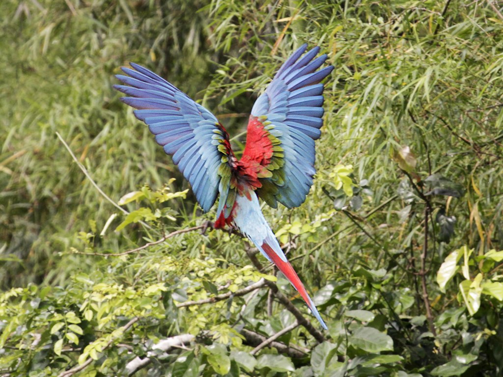 Green and red parrot in a Peruvian nature preserve