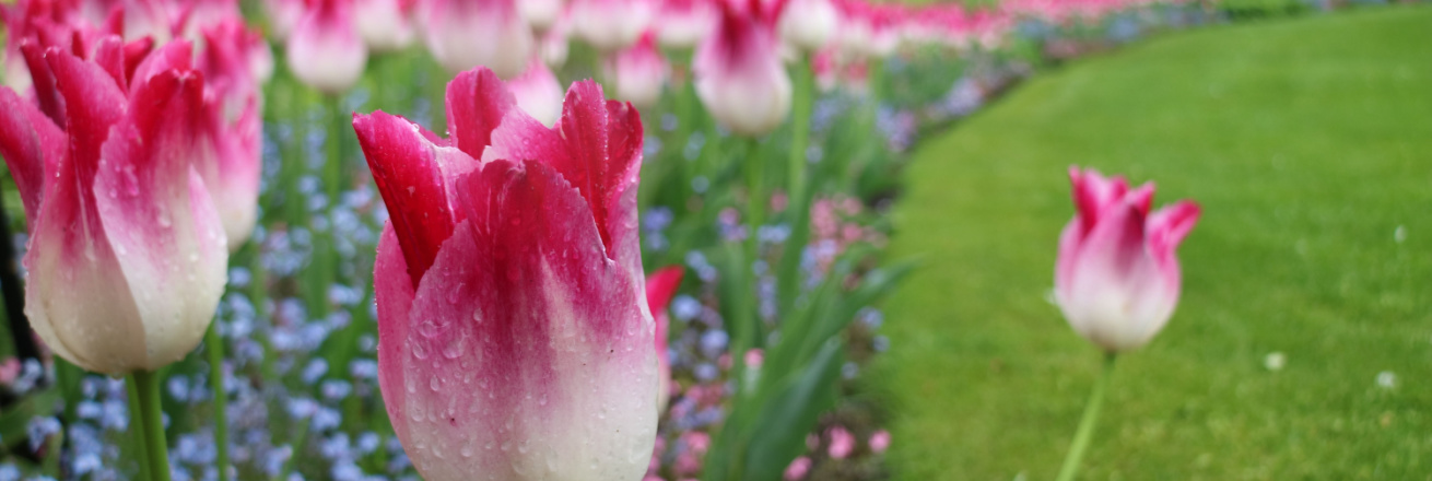 April-tulips