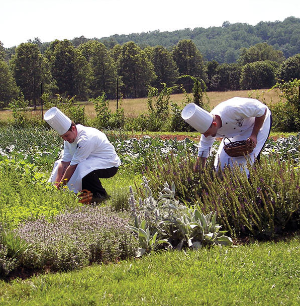 Two chefs select fresh produce from one of the Airlie gardens.