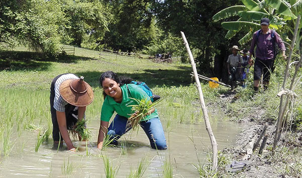 Dilanthi Ranaweera helps a rice farmer