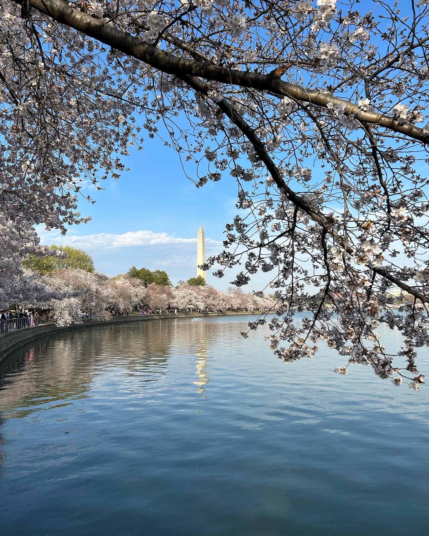 tidal basin with cherry blossoms