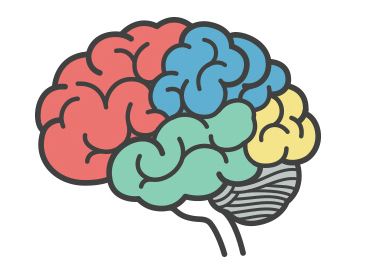 illustrated brain