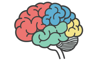 illustrated brain