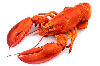 Bright red lobster