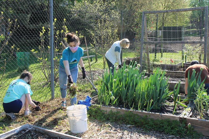 Students and faculty weeding in the AU community garden