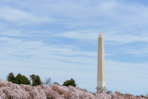 The Washington Monument surrounded by cherry blossoms