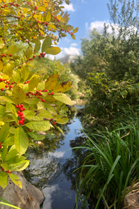 Bright green leaves with red berries