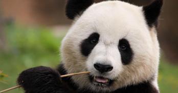face of giant panda bear eating bamboo stalk