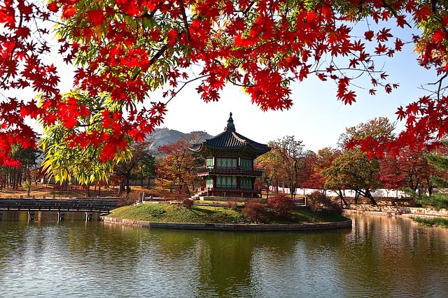 bright red flowers line the Gyeonbokgung Palace in Korea