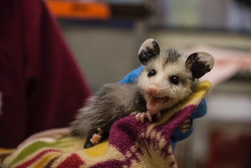 A baby possum in a blanket. 