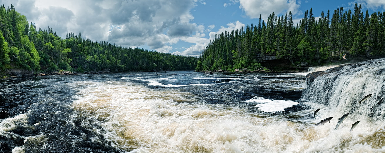 River rapids with fish swimming and landscape of trees.