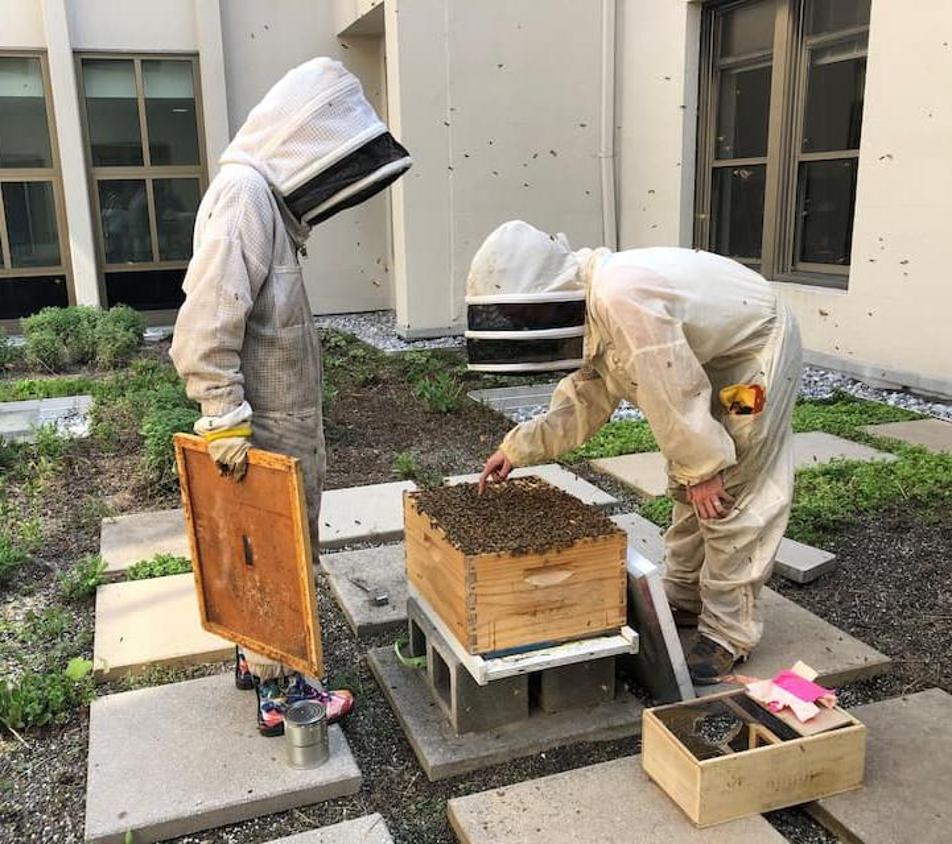 Two American University students wearing bee suits on the Mary Graydon Center's green roof, observing a beehive.