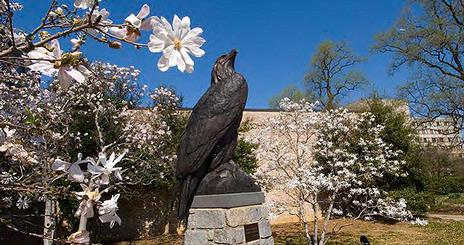 Eagle in Spring
