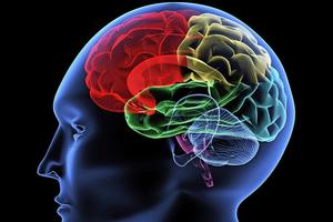 illustration of human brain, colored.