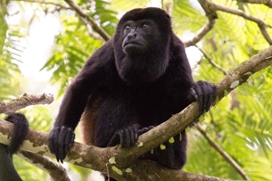 Mantled howler monkey on a tree branch in Costa Rica