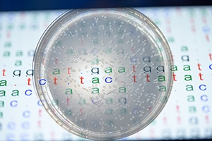 Bacteria colony in a petri dish