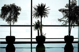 windows with green plants