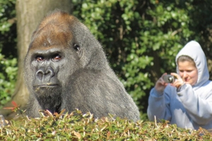 The gorilla Baraka with Kim Kramer in the background.