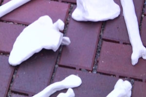 Bones