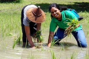 Alumna Dilanthi Ranaweera working in a rice field