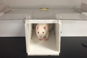 Albino rat peering out from a small wooden box