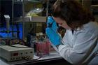 Ruth_Burley_nfs Ruth Burley, CAS, '08, studies diabetes using a zebrafish model.