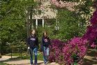 Students walk past azaleas in the amphitheatre