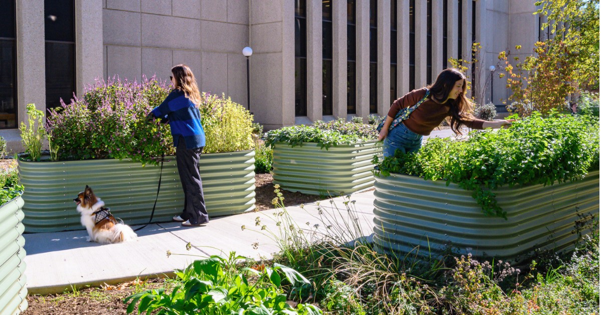 Urban Gardening Course. American University Community Garden.