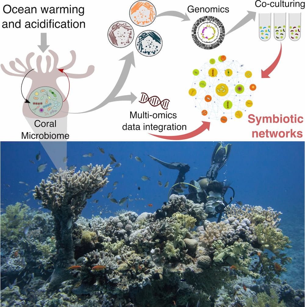 Effects of ocean warming and acidification on coral microbiome are studied via multiomics data analytics and classical culturing techniques.