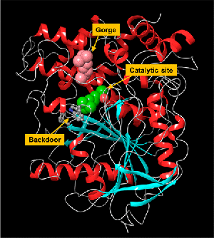 Ribbon structure for mutant murine acetylcholinesterase bound to the acetylcholine analogue 4k-TMA (PDB ID: 2HA0)