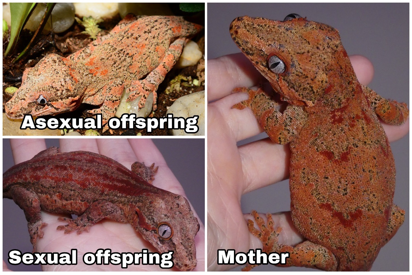 Asexual and sexual offspring in Geckos