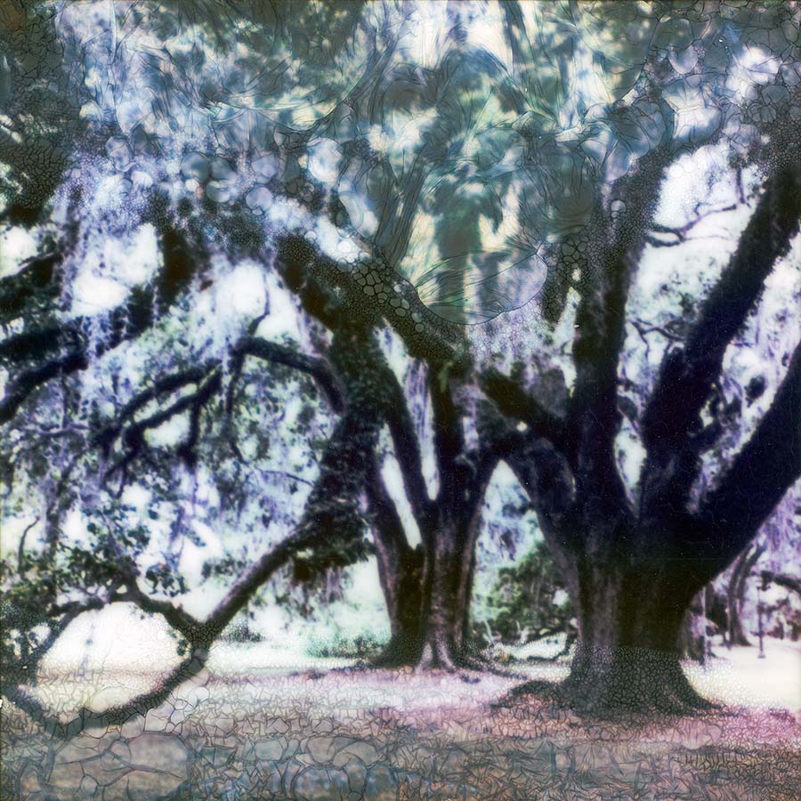 Alexandra Silverthorne, Southern Live Oak in City Park, New Orleans, LA, 2025, Archival inkjet print from scanned Polaroid SX-70 photograph, soaked in river water collected from the Mississippi River, 17 x 17 in.