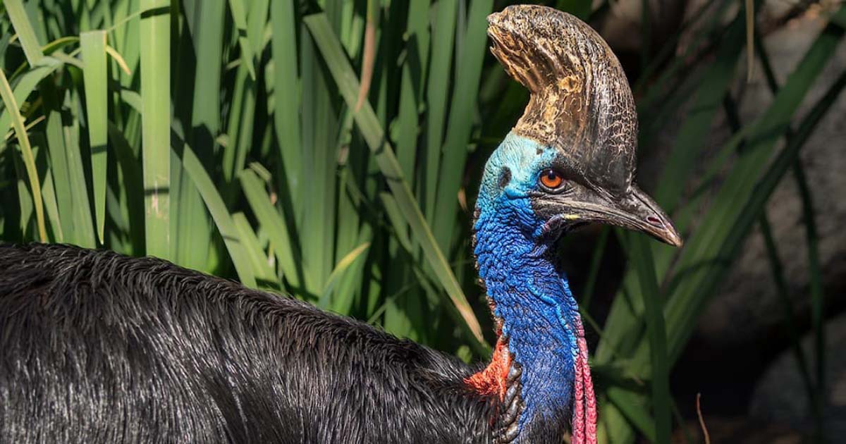 Cassowary
