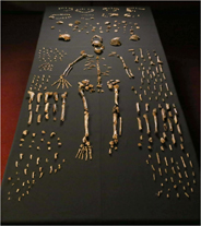 The Discovery Of Homo Naledi American University Washington D C