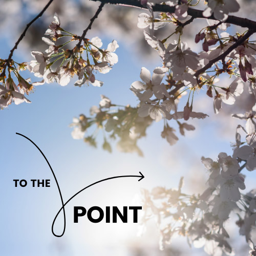 To the Point: Cherry Blossoms