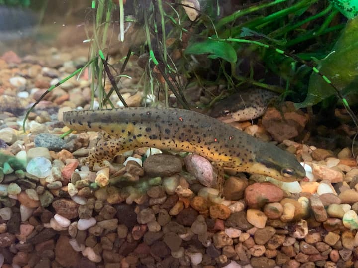 Native Appalachian salamanders.