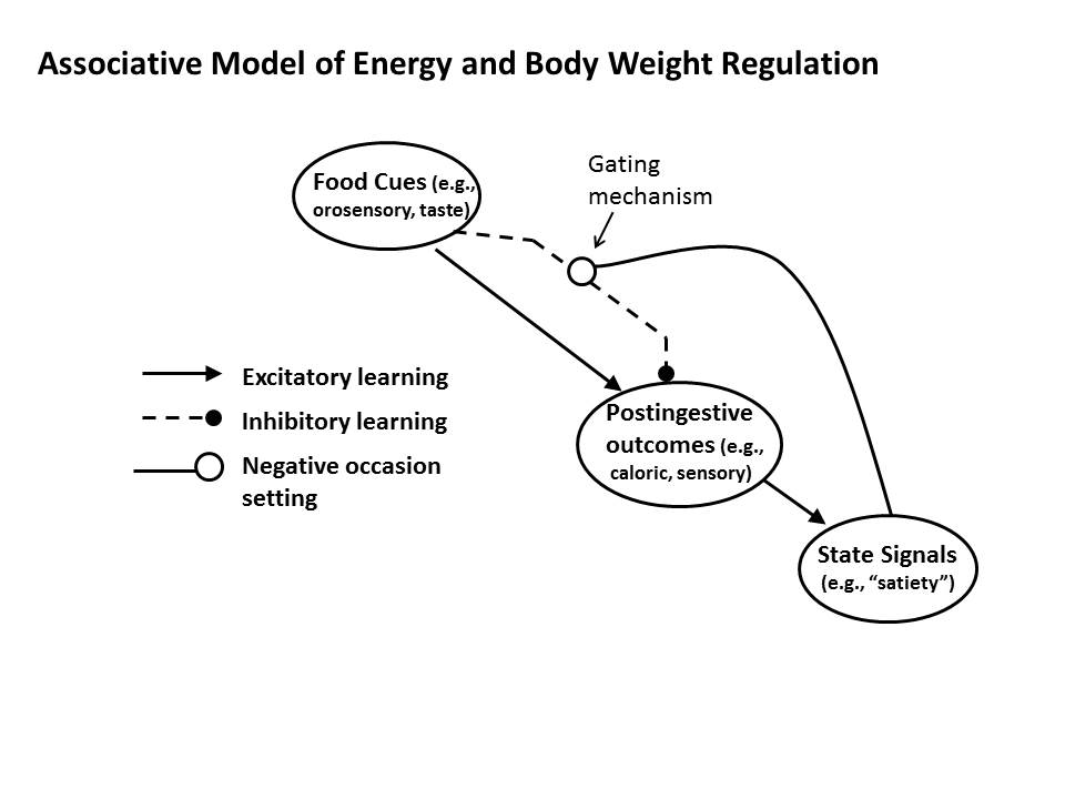 Associative Model of Energy and Body Weight Regulation