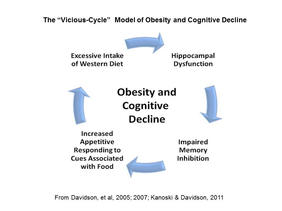Vicious Cycle Model of Obesity and Cognitive Decline