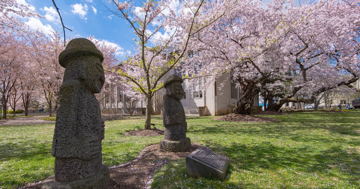 Korea garden and cherry blossoms on campus