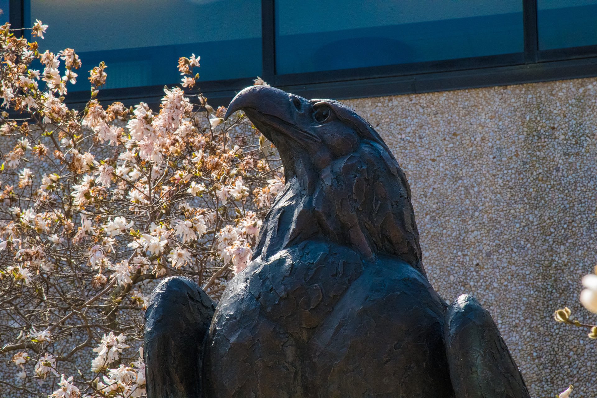 The Eagle statue on campus, framed by magnolia blossoms.