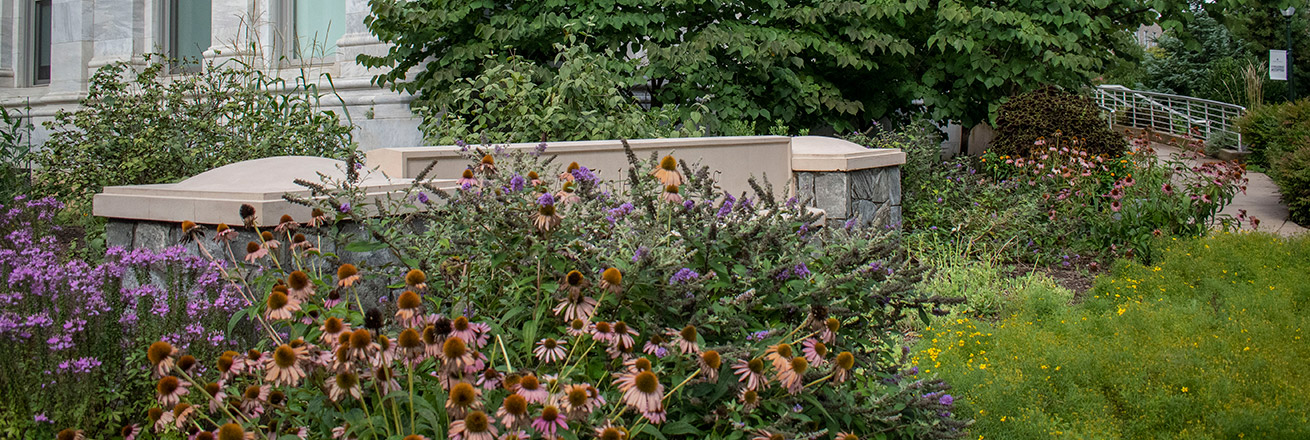 Cone flowers by the McKinley building