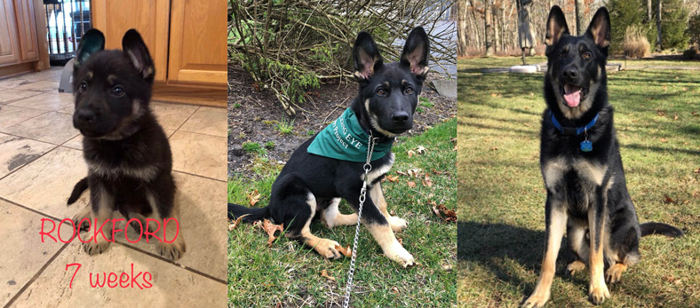 A collage of three photos of the dog Rockford as the German Shepherd grows over a year