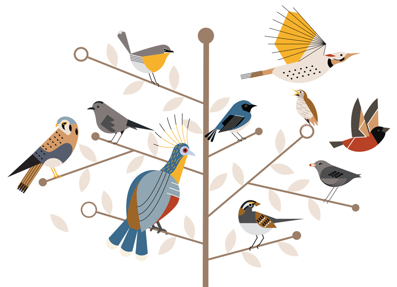 Illustrated birds on a series of branches