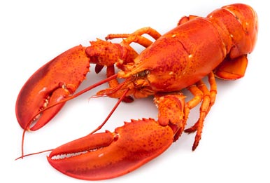 Bright Red Lobster