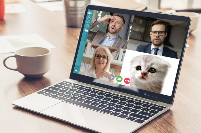 a zoom screen with three coworkers and a kitten