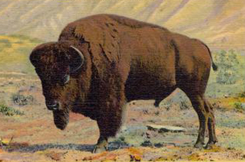 a buffalo